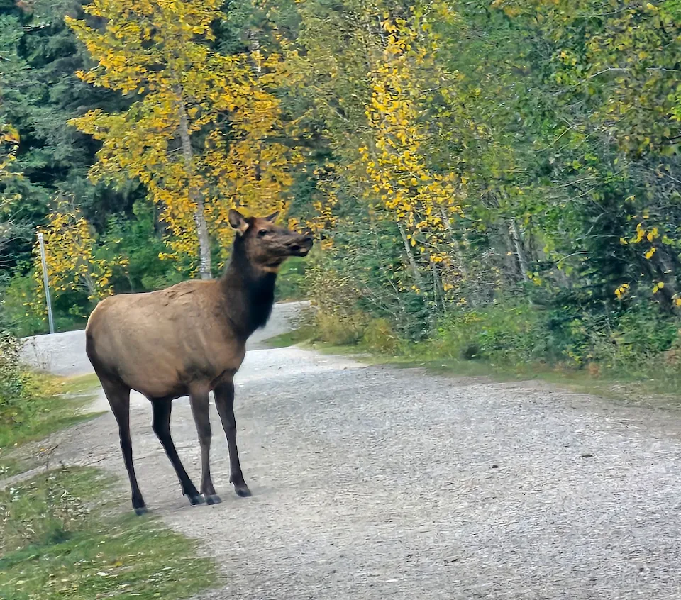 엘크 가족과 만난 행운의 벤프 여행