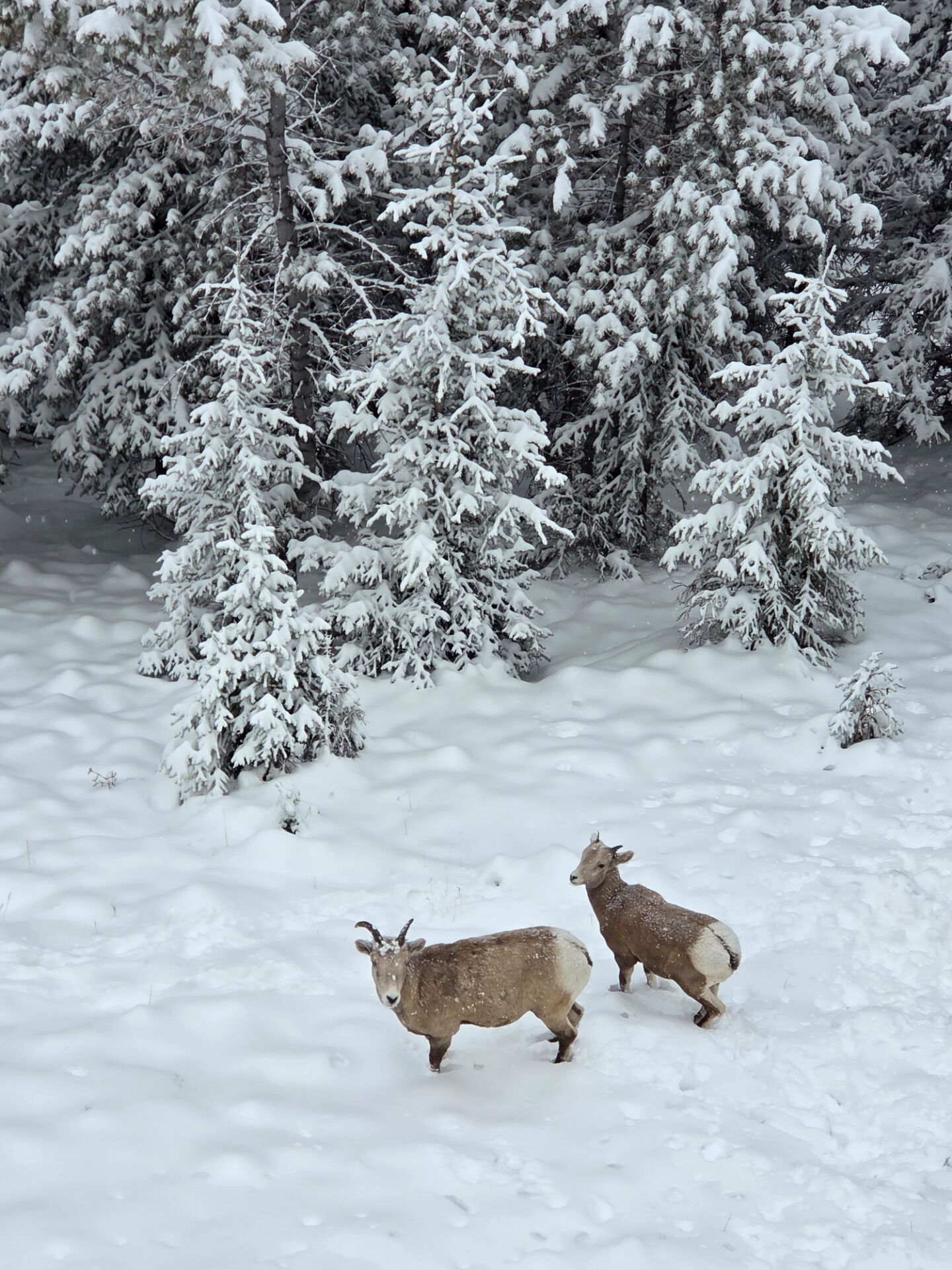 3박4일 로키투어 너무 행복한 시간을 보냈어요