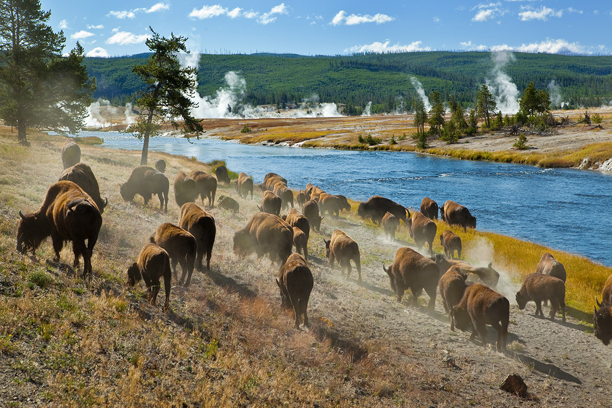 Herd of Buffaloes in Yellowstone