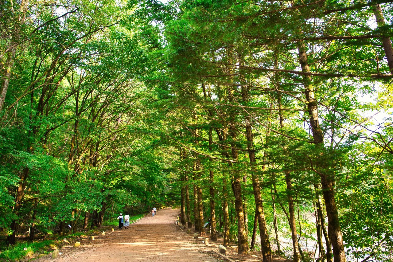 Woljeongsa Temple and Fir Tree Forest
