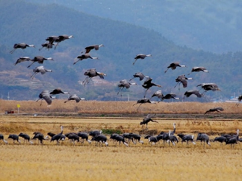 Suncheon Bay Wetland