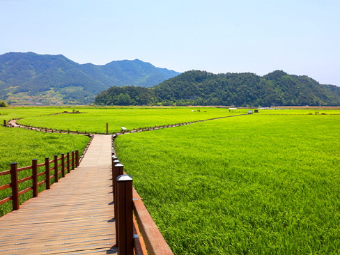 Suncheon Bay Wetland