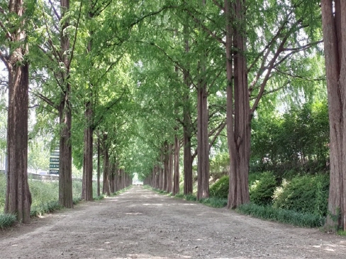 Metasequoia Road
