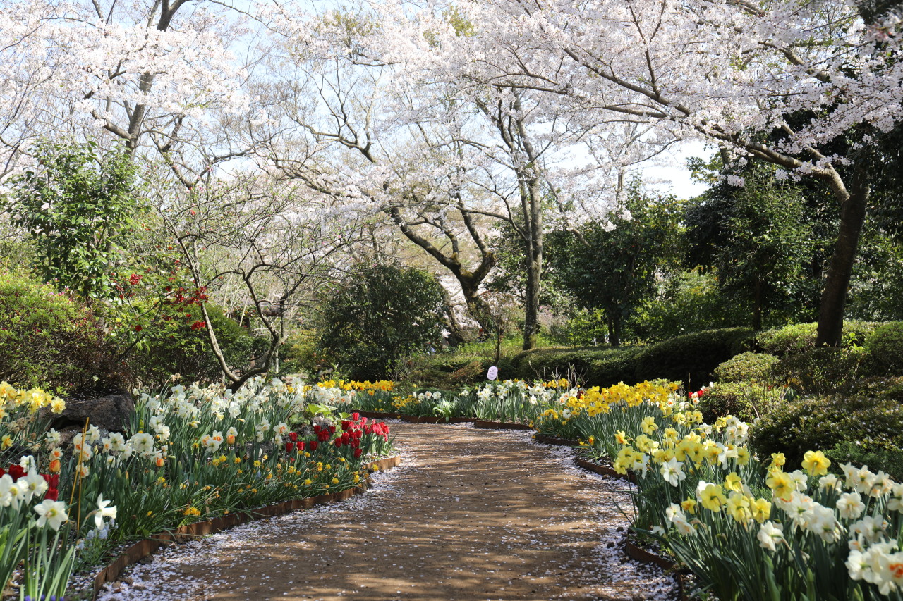 Camellia Hill