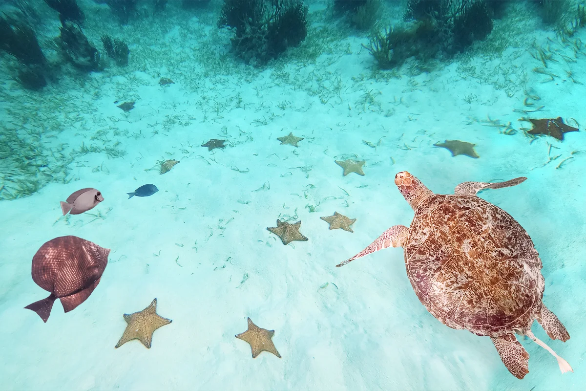 Caribbean Sea